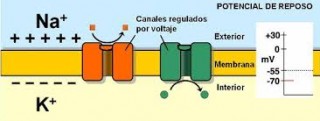 La Electricidad de la membrana posee un determinado voltaje conocido como 